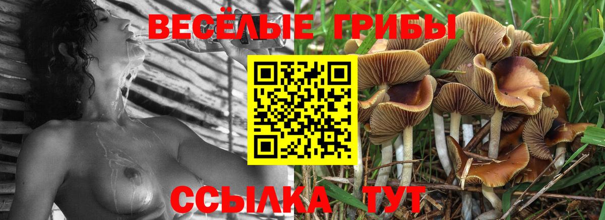 Рубцовск  где найти   Вход с VPN  Псилоцибиновые грибы MAGIC MUSHROOMS 